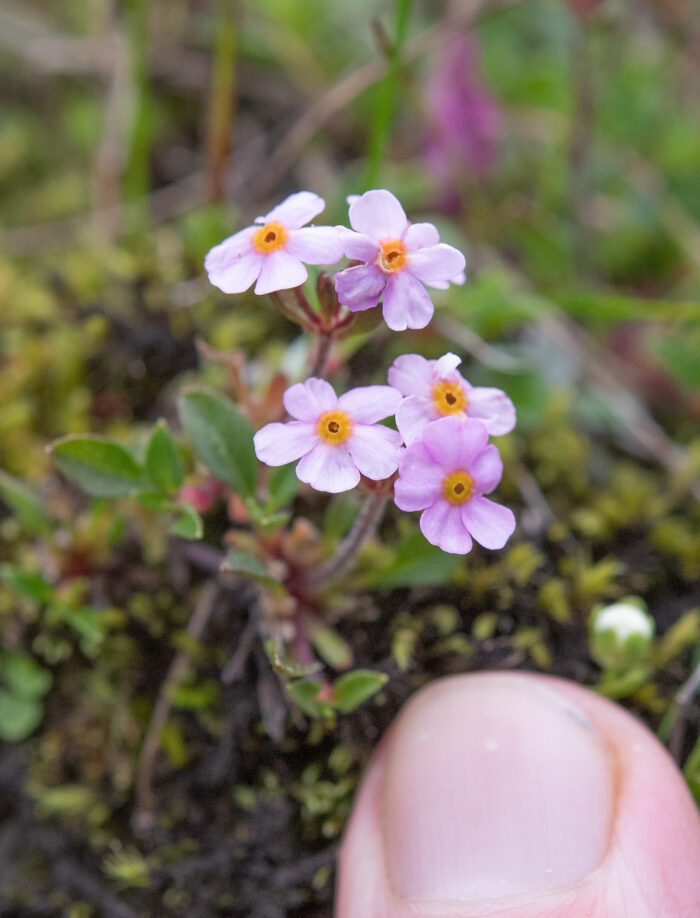 Androsace wardii