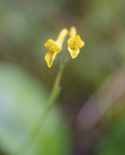 Corydalis biflora