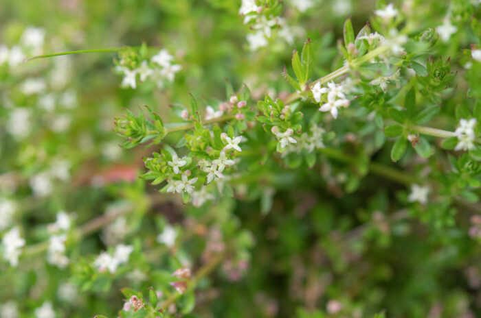 Arunachal plant (Galium)