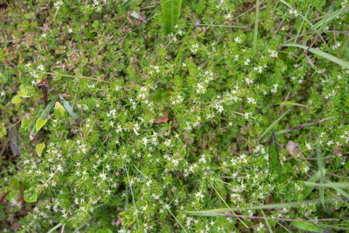 Arunachal plant (Galium)