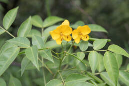 Algarrobilla (Senna sophera)