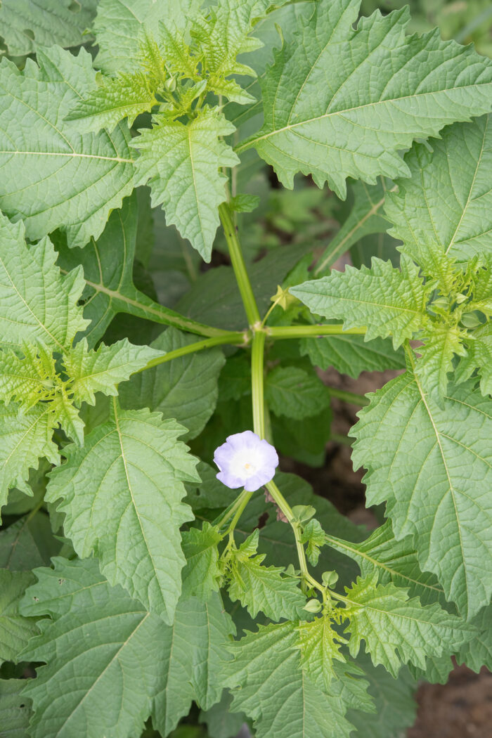 Apple-of-Peru (Nicandra physalodes)