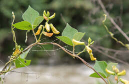 Arunachal plant (Rhynchosia)