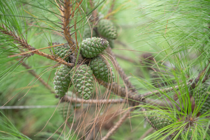 Arunachal plant (Pinus)