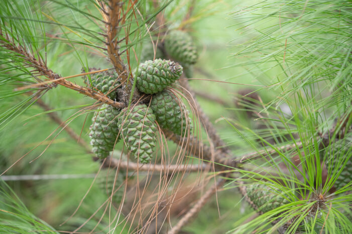 Arunachal plant (Pinus)