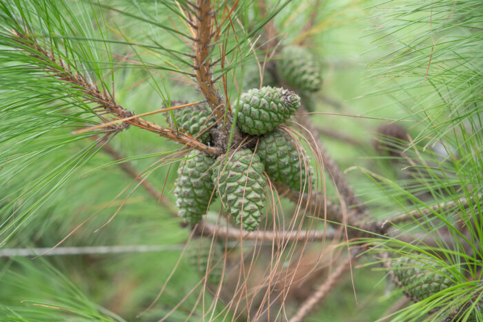 Arunachal plant (Pinus)