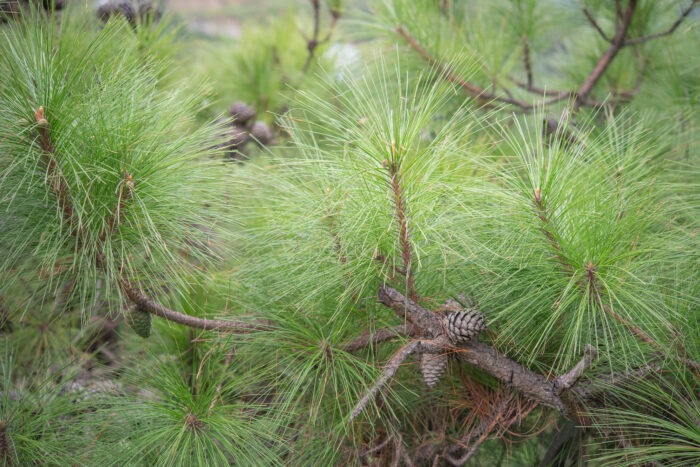 Arunachal plant (Pinus)