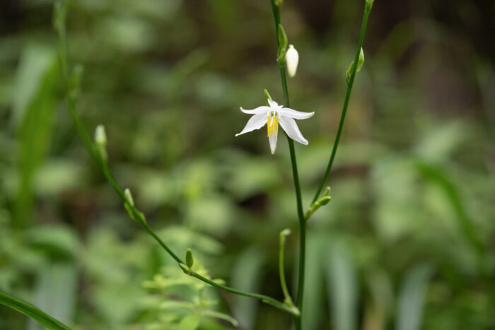 Arunachal plant (Chlorophytum)