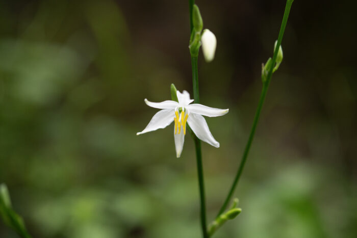 Arunachal plant (Chlorophytum)