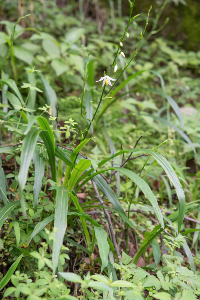 Arunachal plant (Chlorophytum)