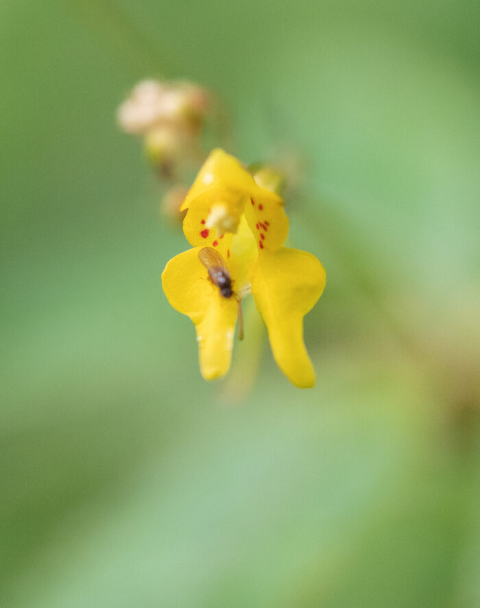 Impatiens racemosa