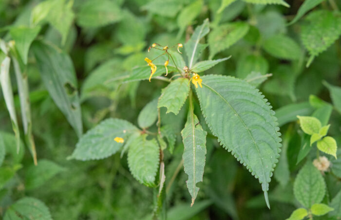 Impatiens racemosa