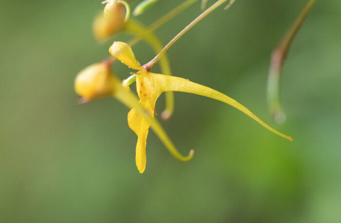 Impatiens racemosa