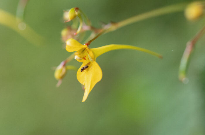 Impatiens racemosa