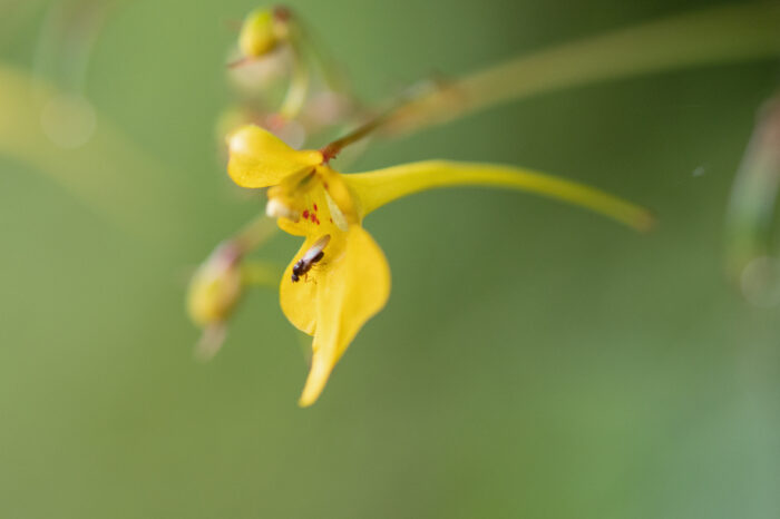 Impatiens racemosa