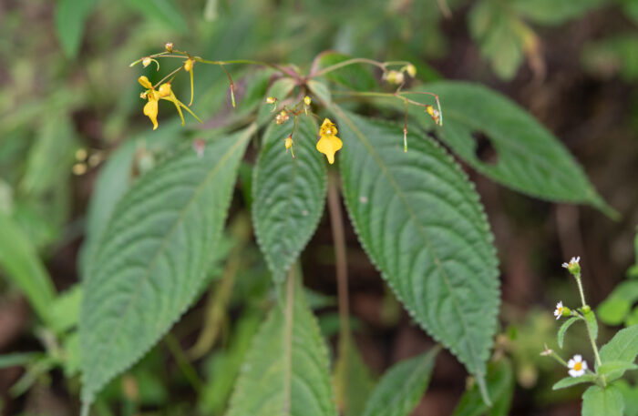 Impatiens racemosa