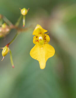 Impatiens racemosa