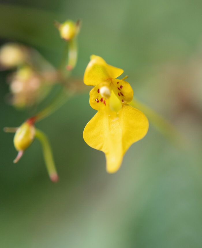 Impatiens racemosa