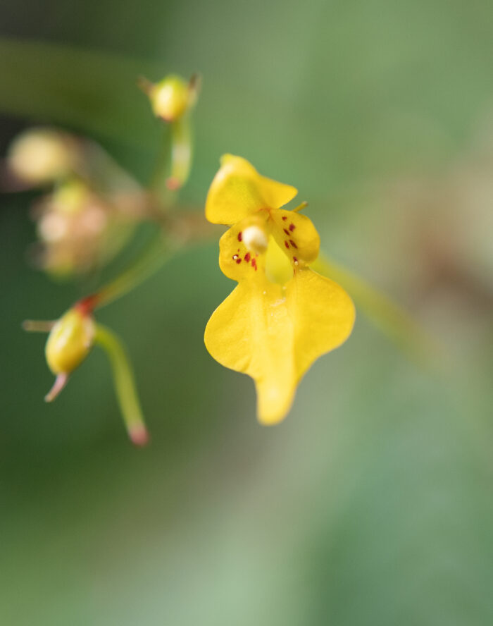 Impatiens racemosa