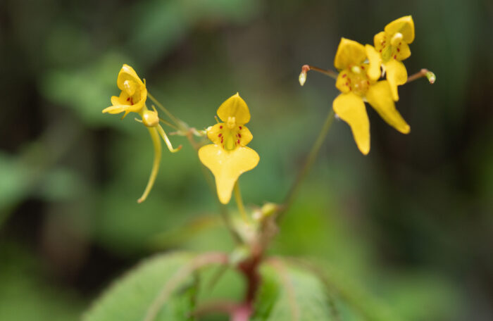 Impatiens racemosa