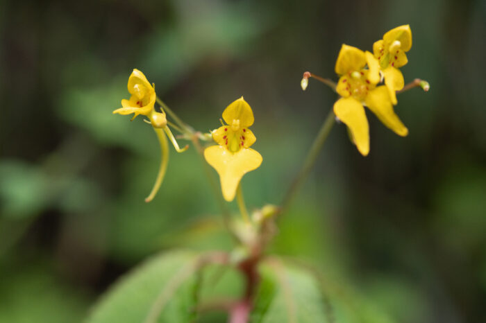 Impatiens racemosa