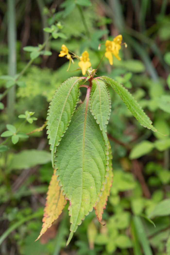 Impatiens racemosa