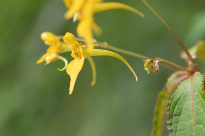 Impatiens racemosa