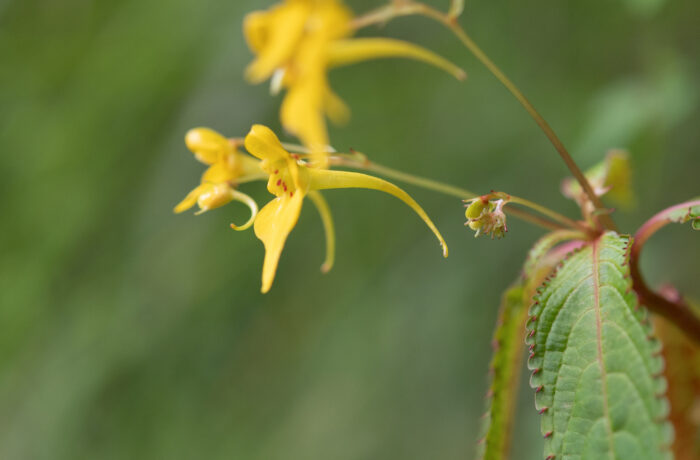 Impatiens racemosa