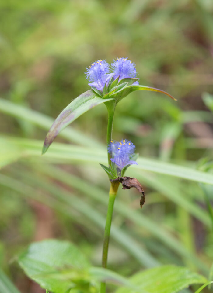 Cyanotis arachnoidea