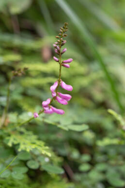 Arunachal plant (Fabaceae)