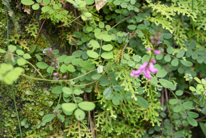 Arunachal plant (Fabaceae)