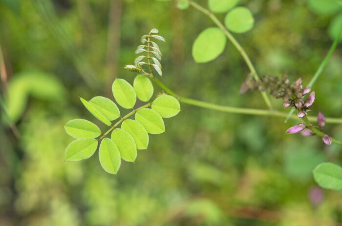 Arunachal plant (Fabaceae)