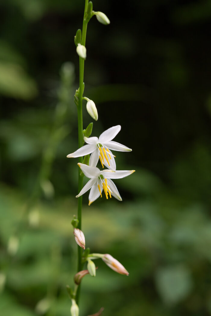 Arunachal plant (Chlorophytum)