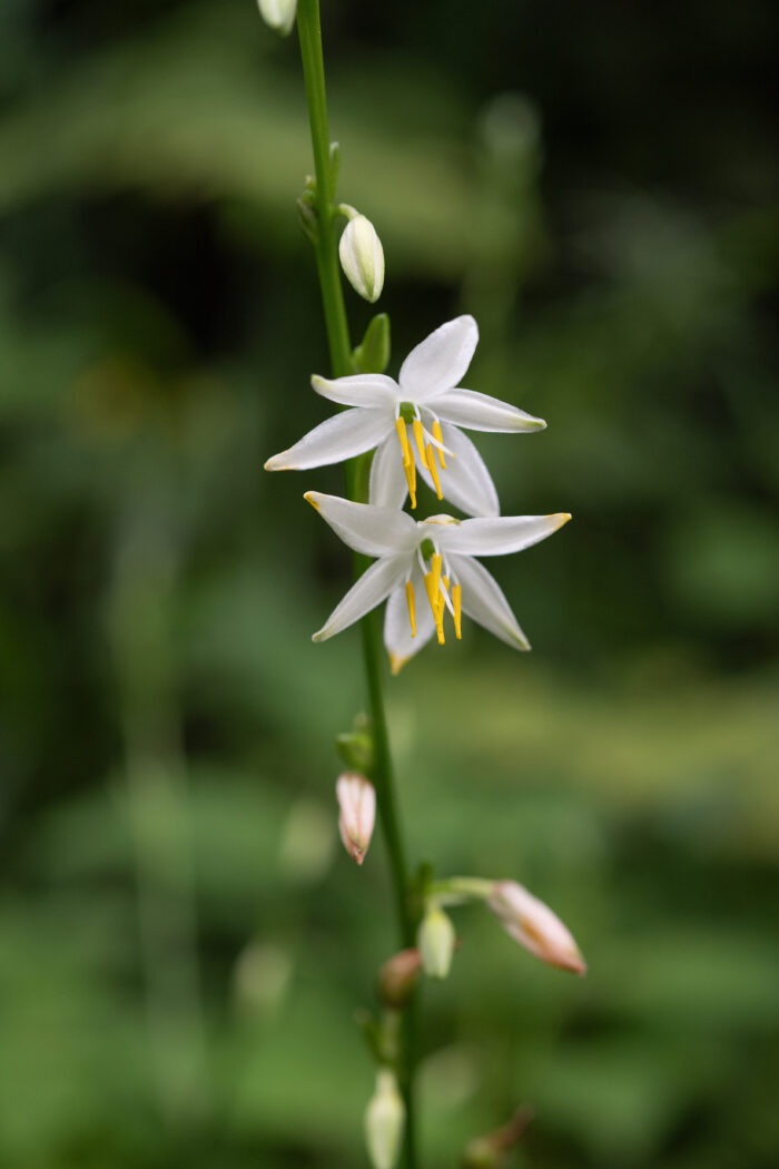 Arunachal plant (Chlorophytum)