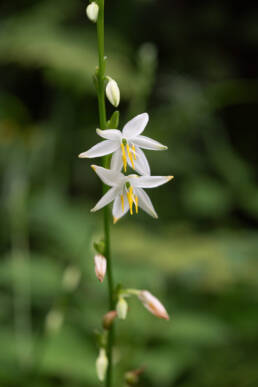 Arunachal plant (Chlorophytum)