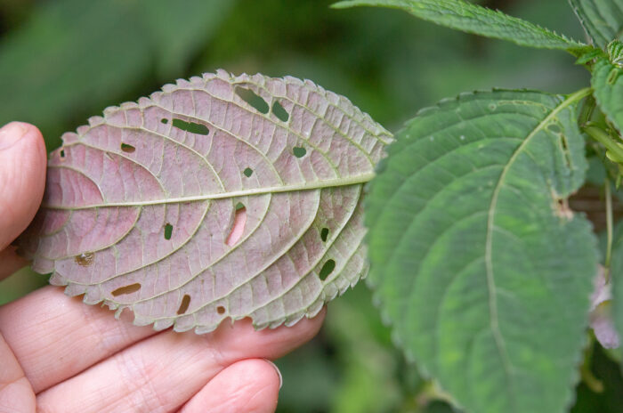 Arunachal plant (Impatiens)