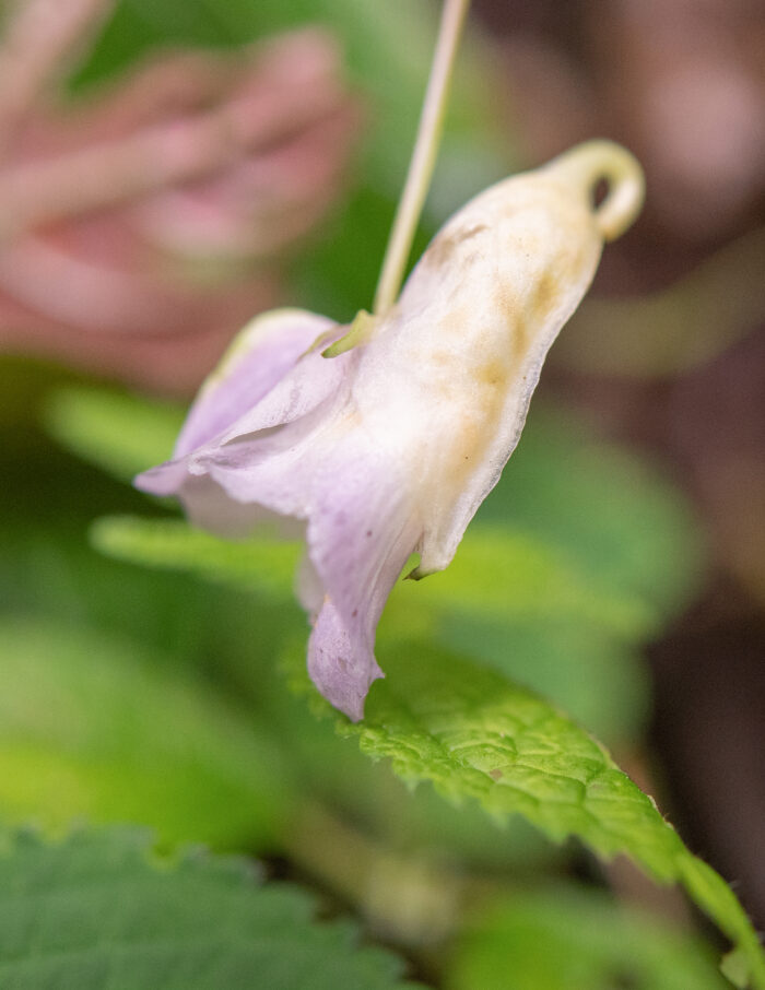 Arunachal plant (Impatiens)