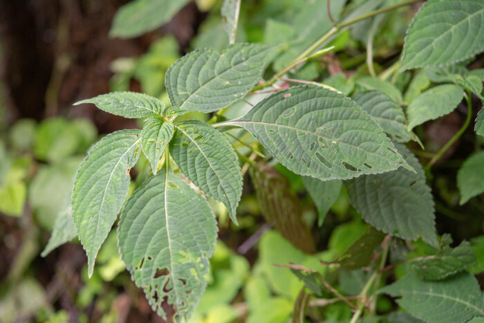 Arunachal plant (Impatiens)