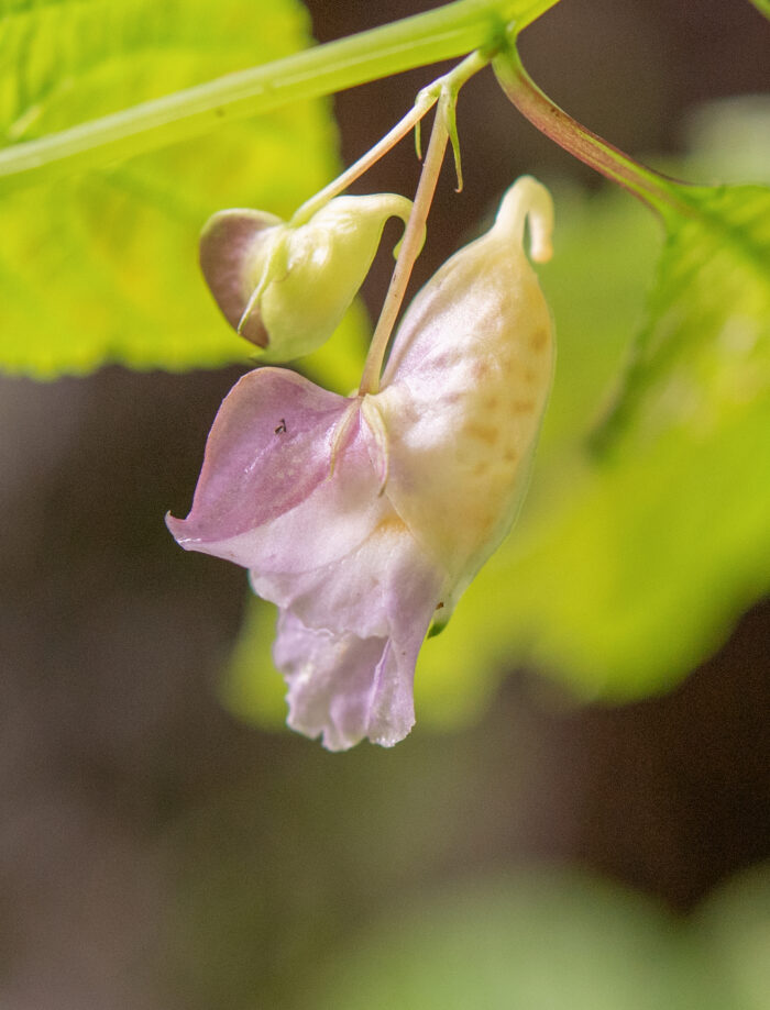 Arunachal plant (Impatiens)