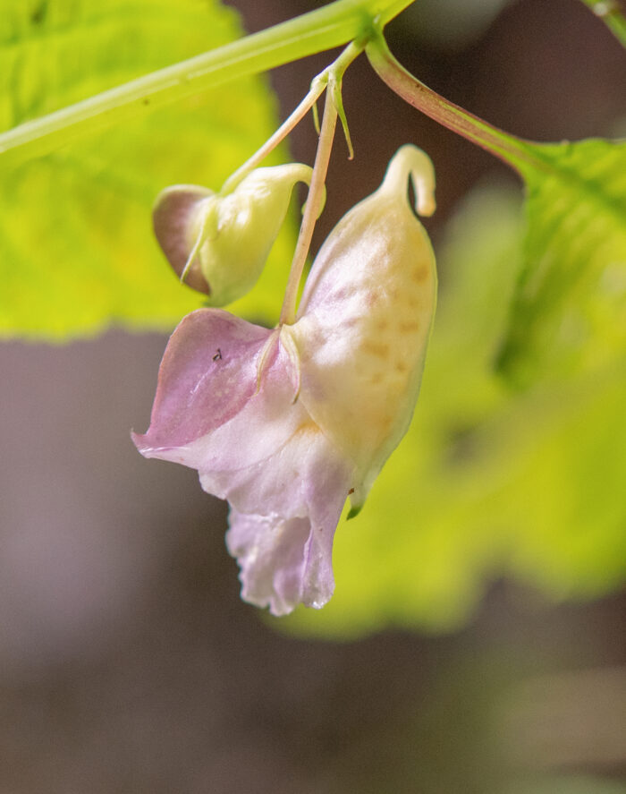 Arunachal plant (Impatiens)