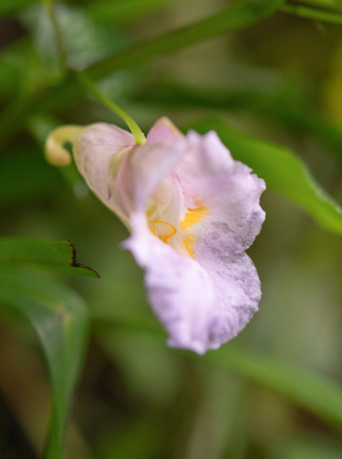 Arunachal plant (Impatiens)