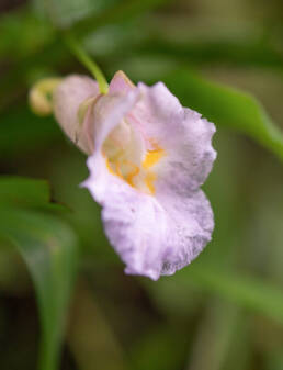 Arunachal plant (Impatiens)