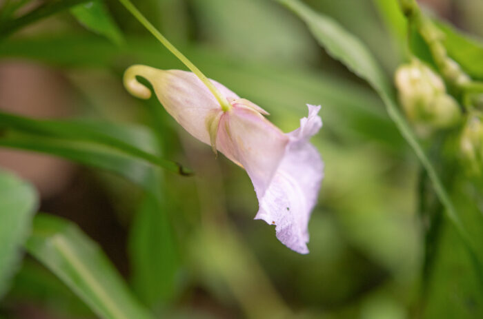 Arunachal plant (Impatiens)