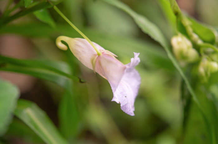 Arunachal plant (Impatiens)