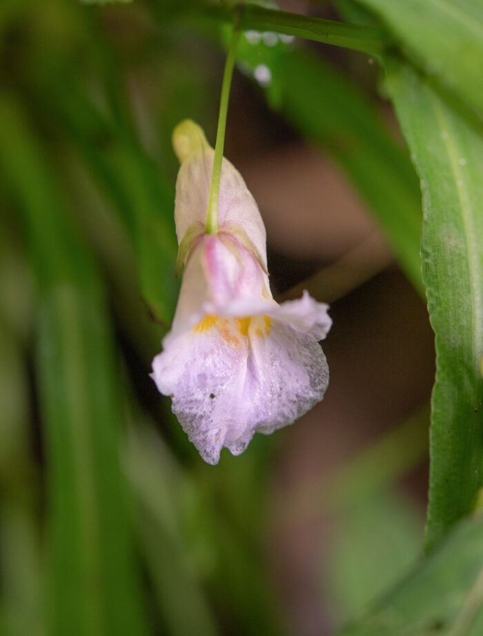 Arunachal plant (Impatiens)