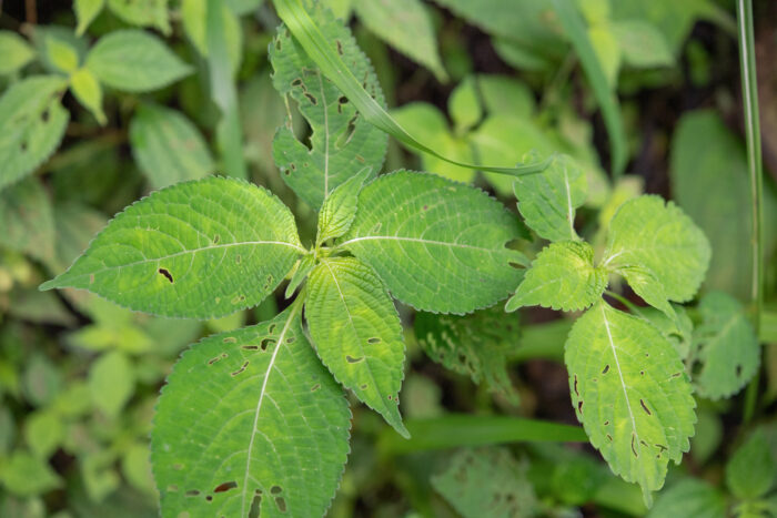 Arunachal plant (Impatiens)