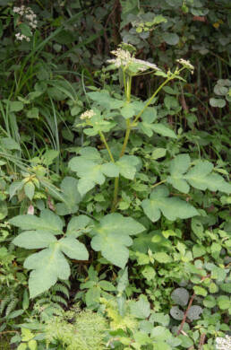 Arunachal plant (Tetrataenium)