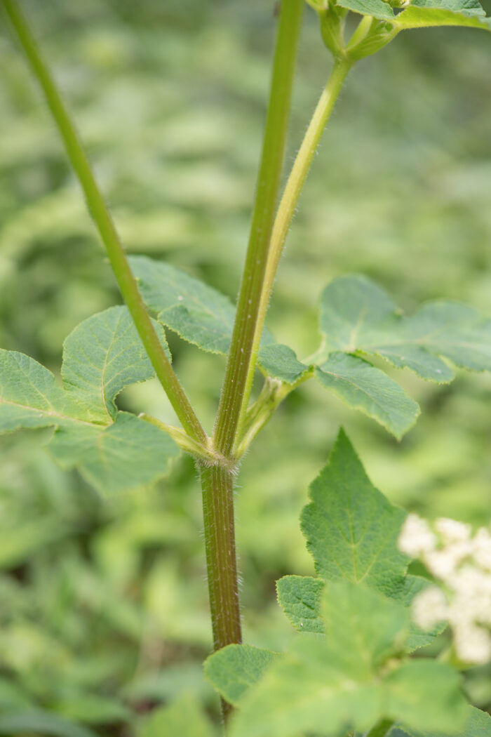 Arunachal plant (Tetrataenium)