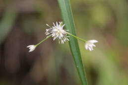 Arunachal plant (Juncus)