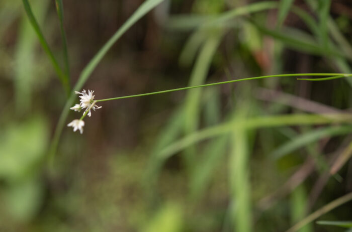 Arunachal plant (Juncus)